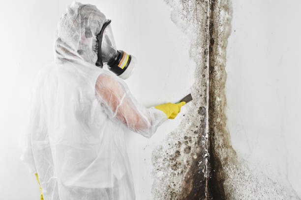 Best Mold Damage Repair  in Cambridge Springs, PA