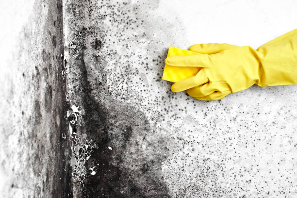 Best Black Mold Removal  in Cambridge Springs, PA