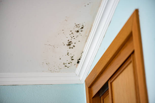 Best Office Mold Removal Services  in Cambridge Springs, PA