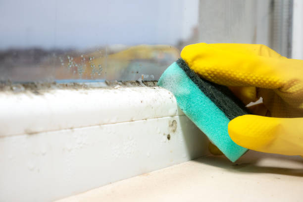 Best Mold Cleaning Services  in Cambridge Springs, PA