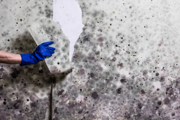 Best Mold Remediation Experts  in Cambridge Springs, PA